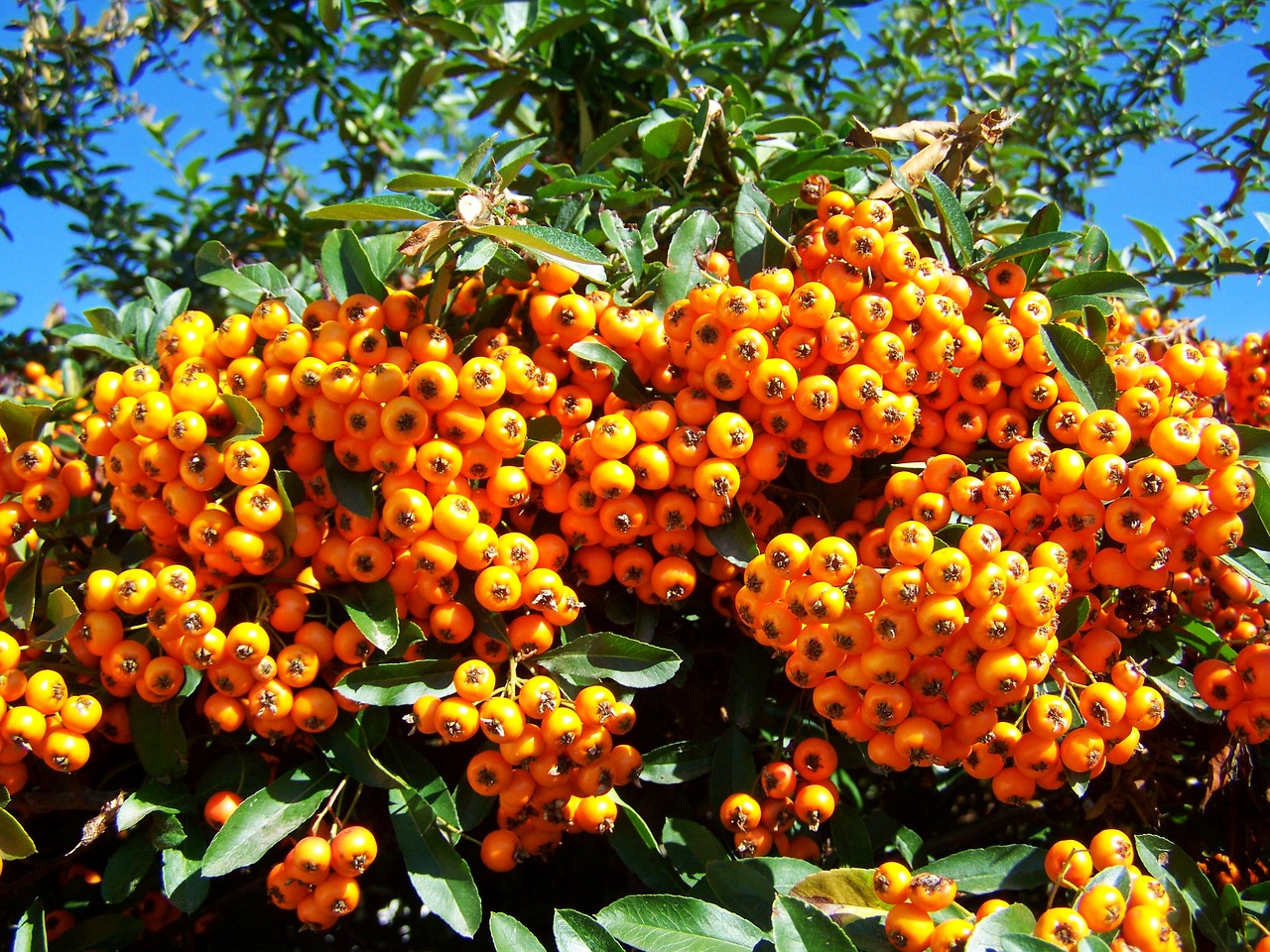 tűztövis orange berries shrub free photo