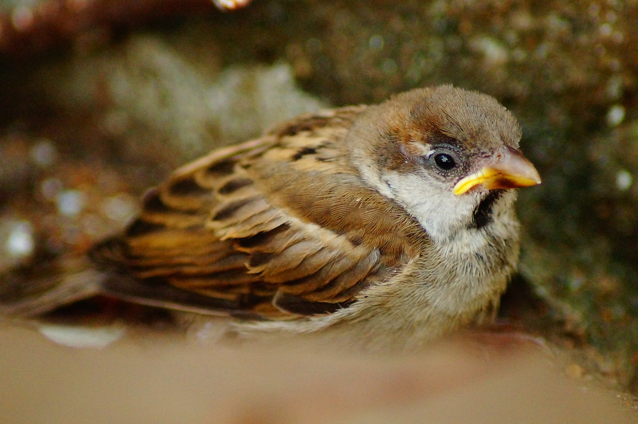 tweeter bird wildlife free photo