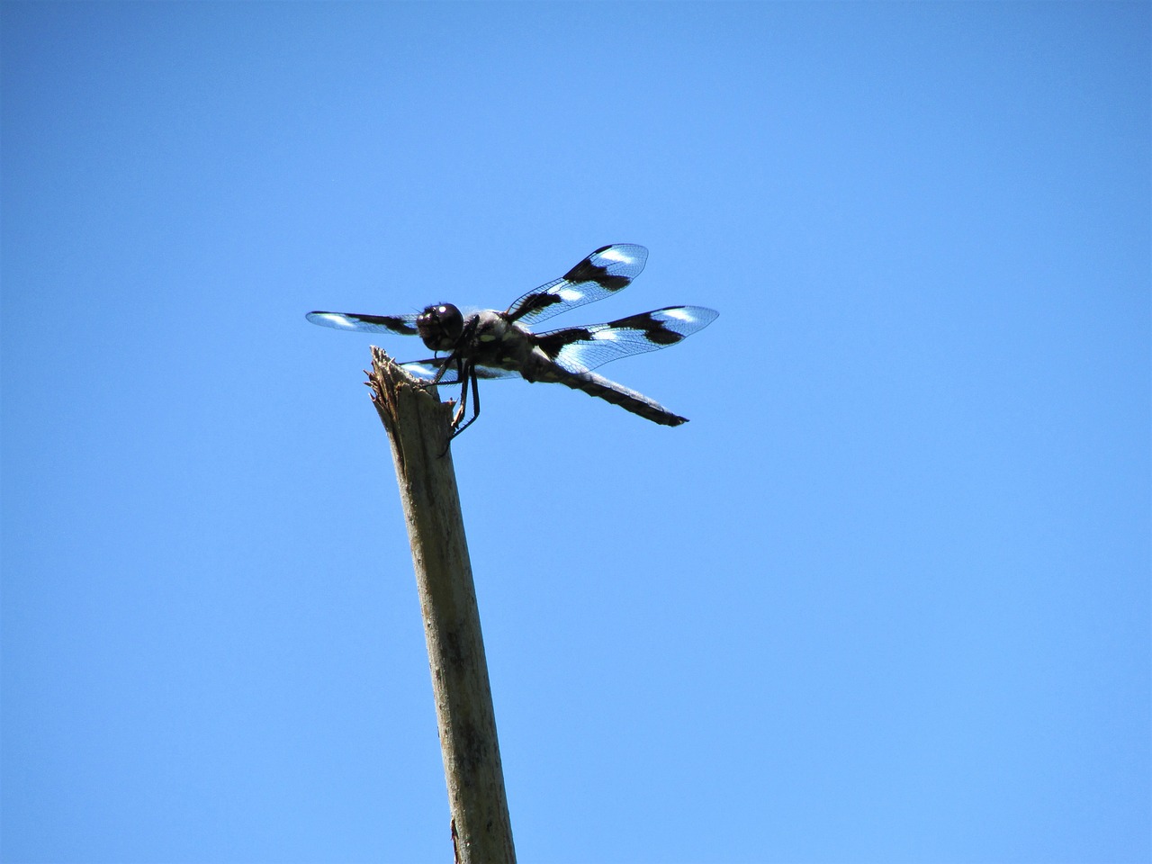twelve-spot skimmer  dragonfly  stick free photo