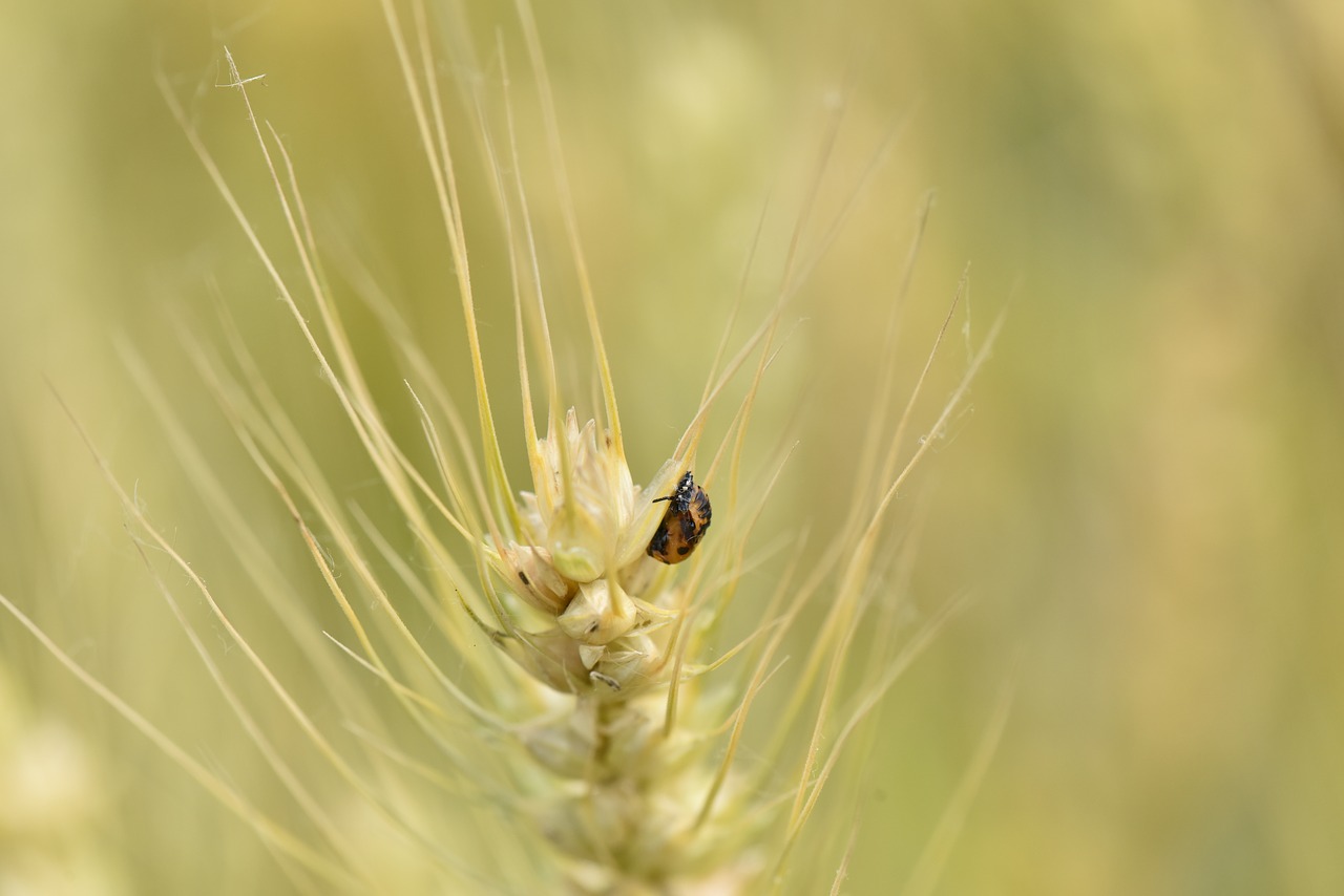 twenty-eight star ladybug wheat wheat pests free photo