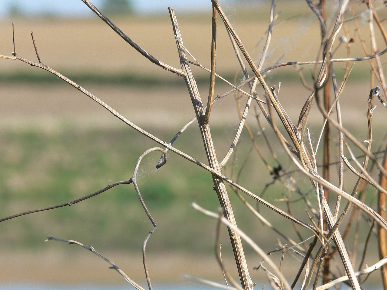 twig sprig herb free photo