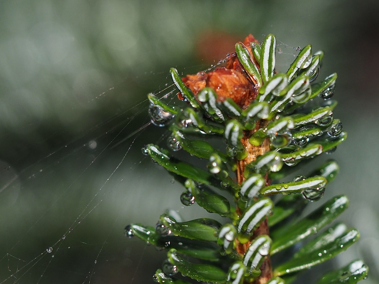 twig web needles free photo