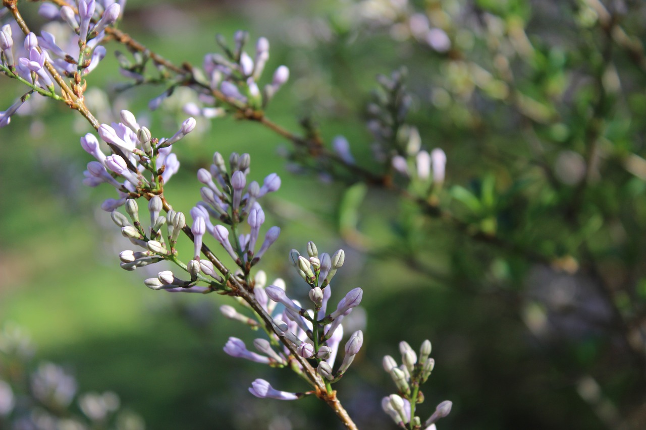 twig branch lilac free photo