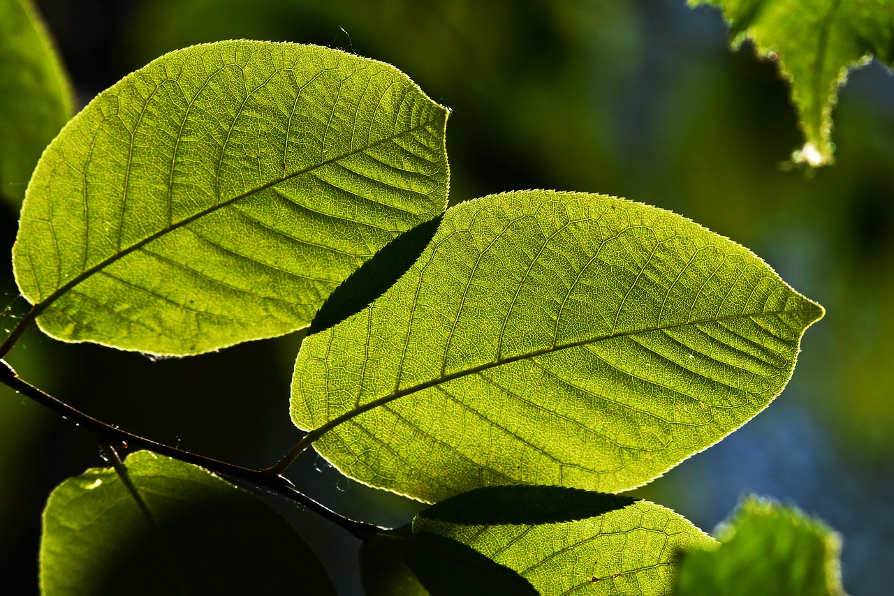 twig  leaf  green free photo