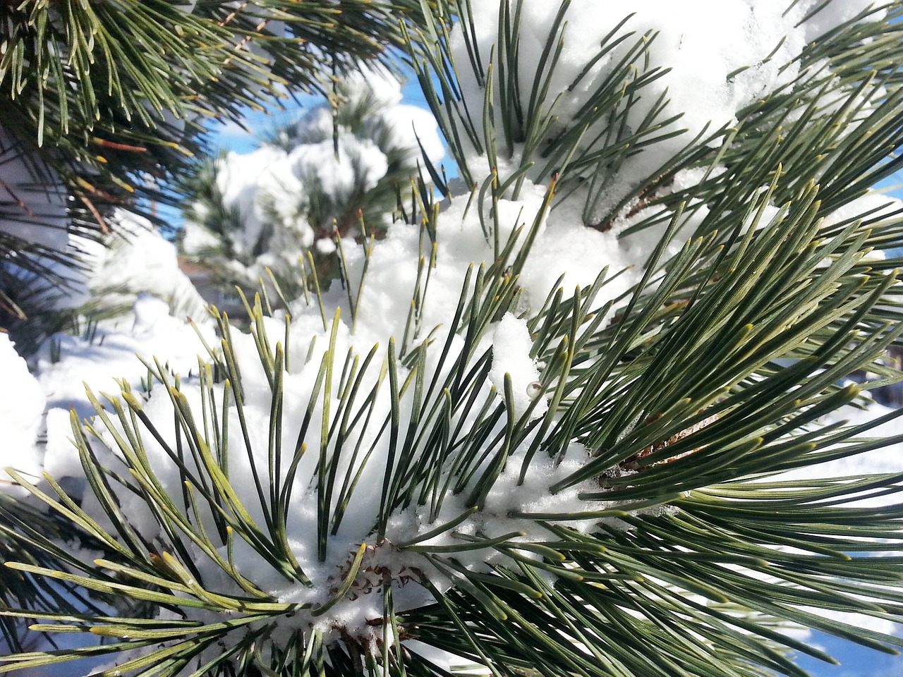 twig needles branch free photo