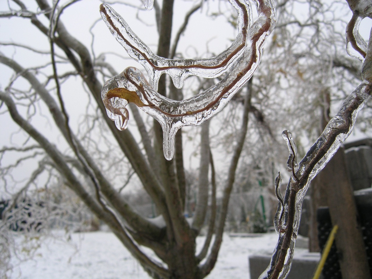 twig ice frozen branch free photo