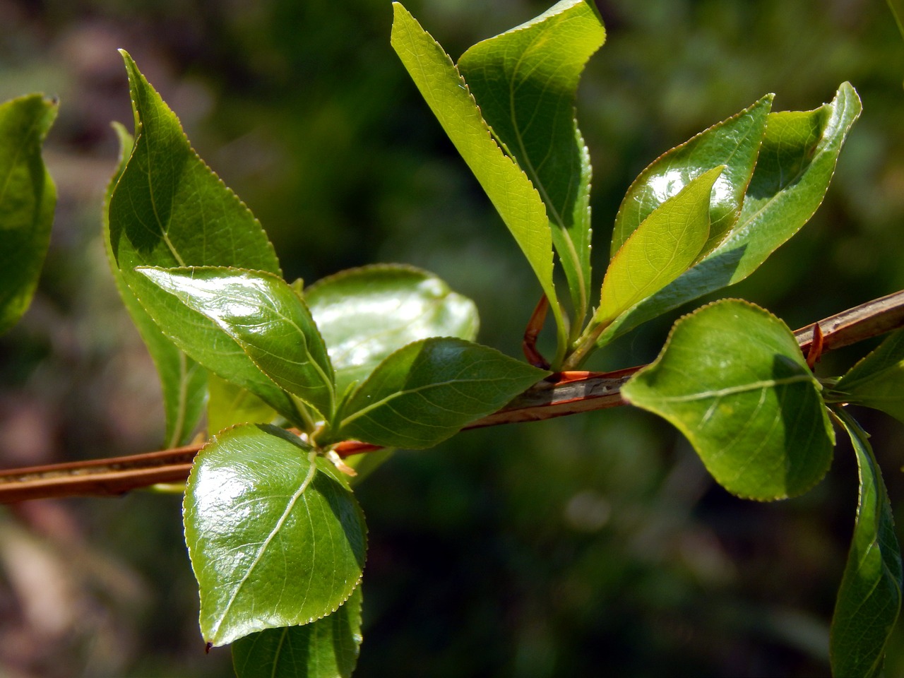 twig green brown free photo