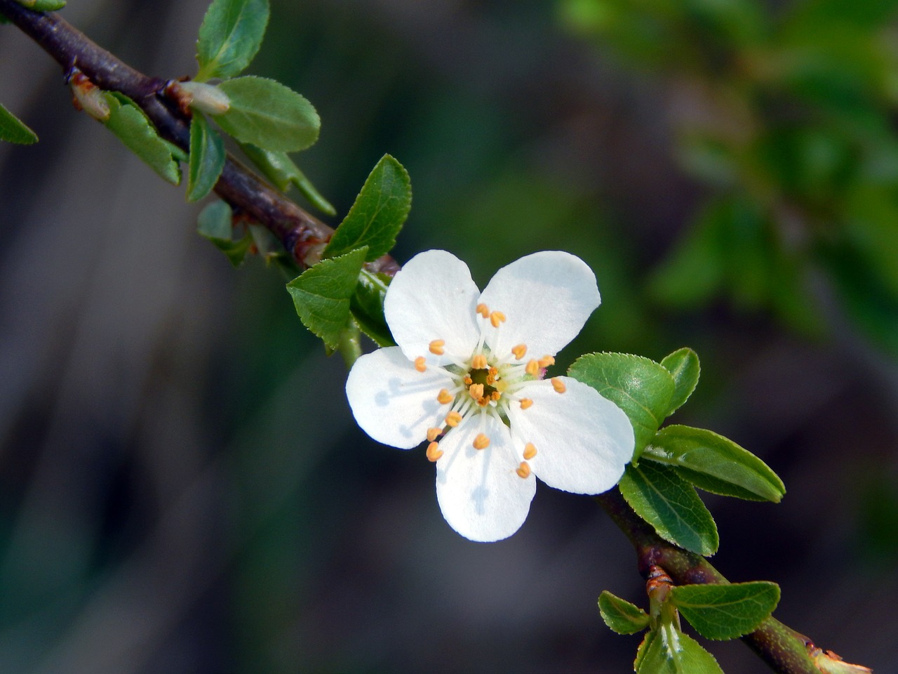 twig flower spring free photo