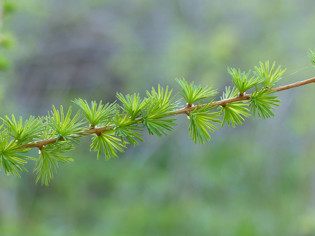 twig larch green free photo