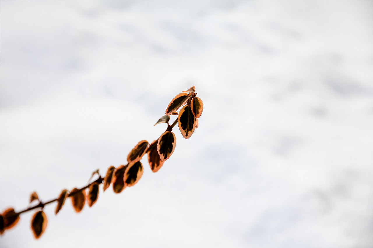 twig leaves macro free photo