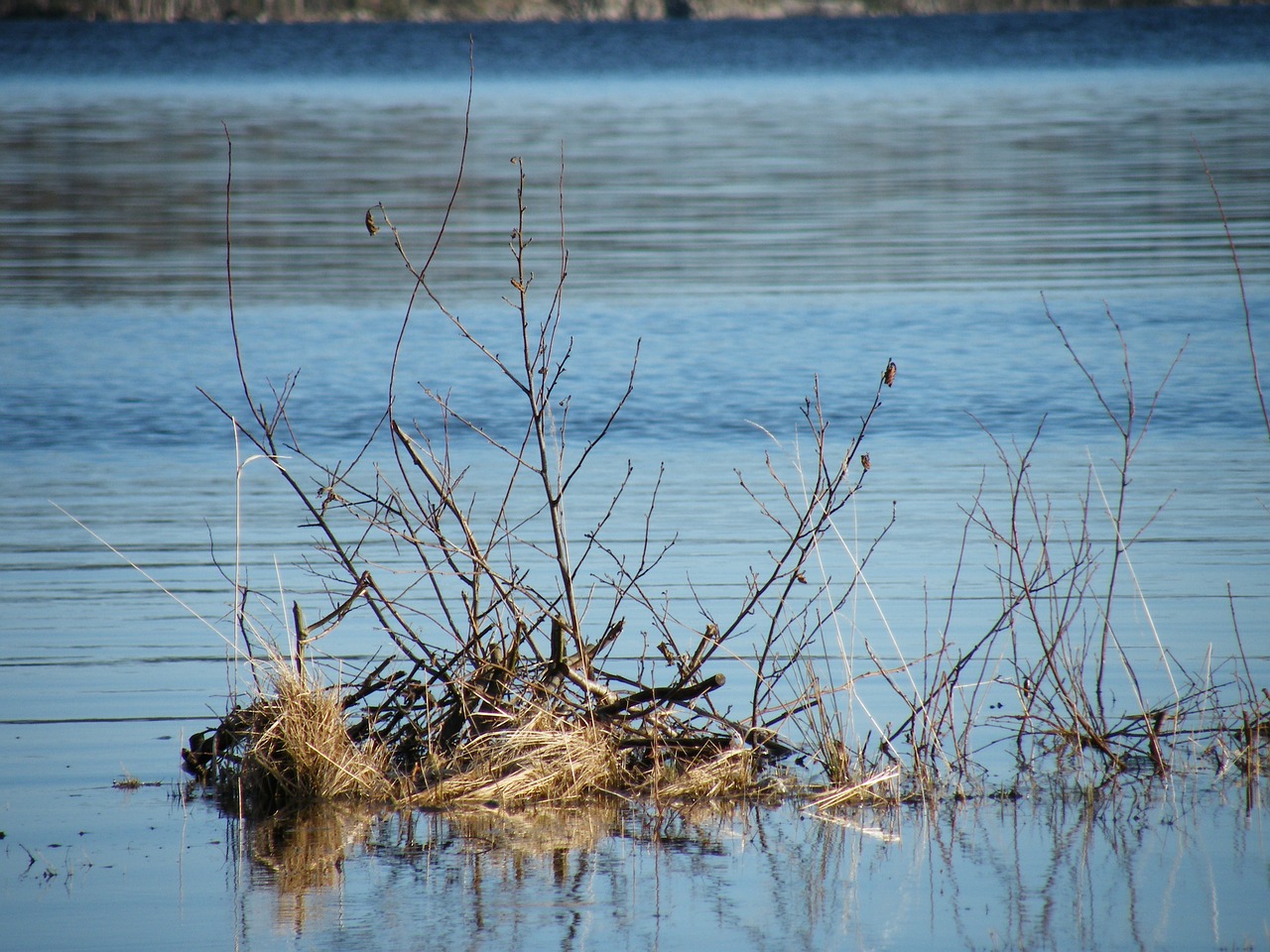 twig in water lake norwegian nature free photo