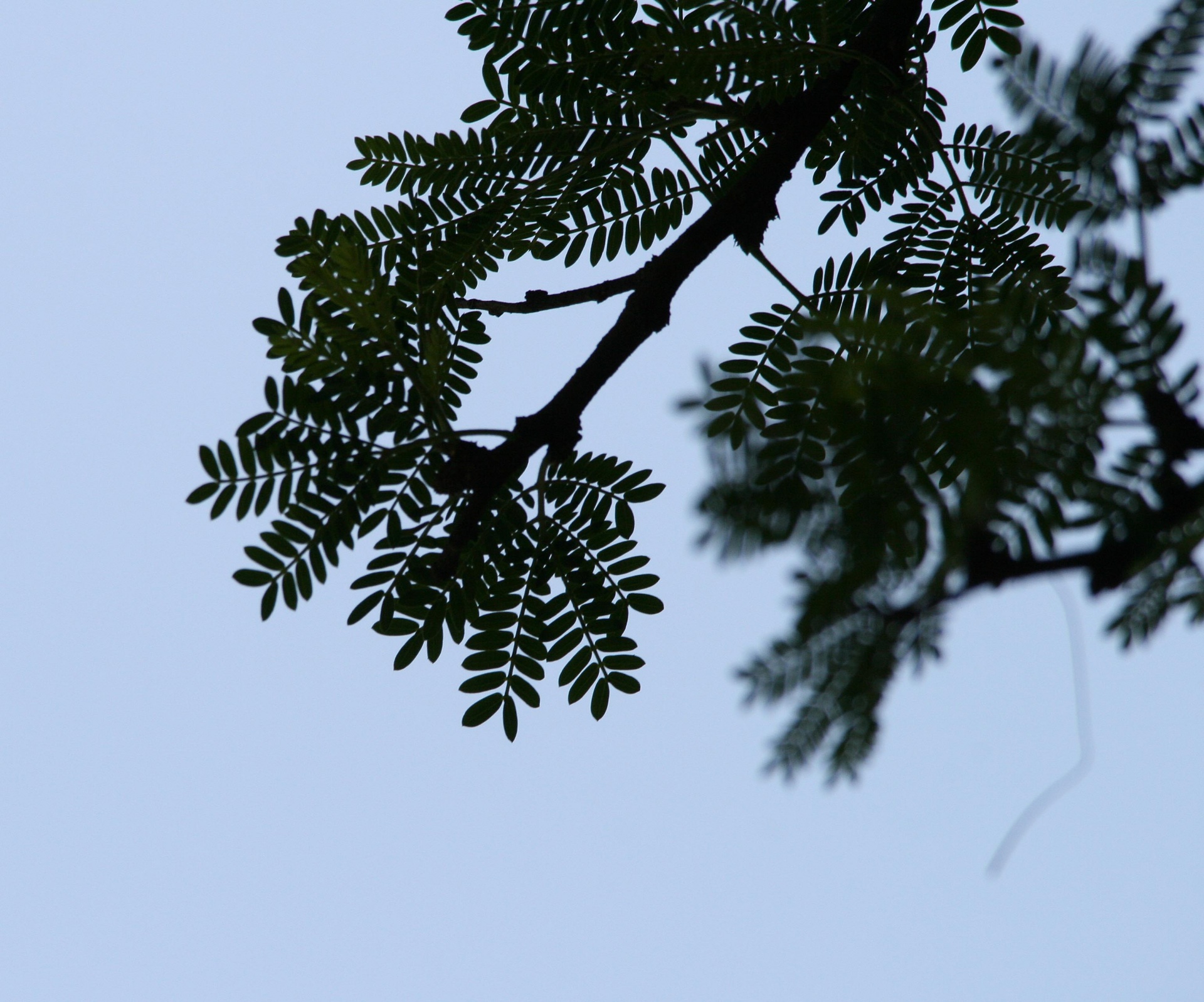 tree twig leaves free photo