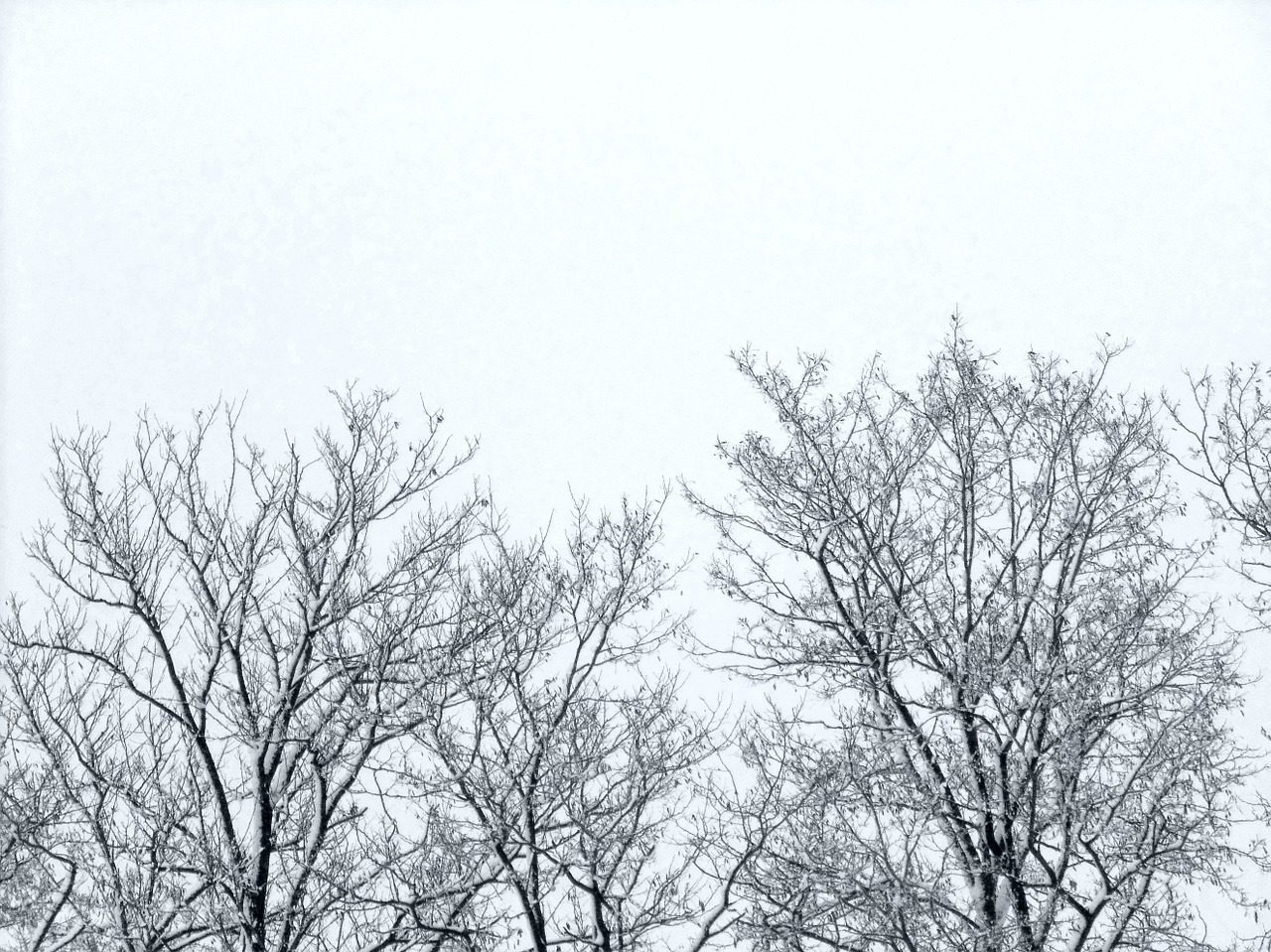 twigs trees winter free photo