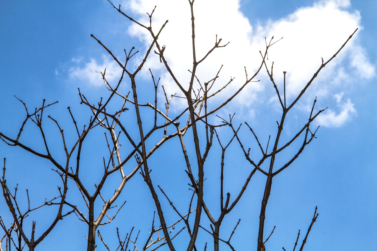 twigs backlit sky free photo