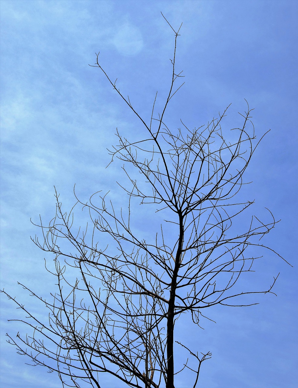 twigs dry twigs dry tree free photo