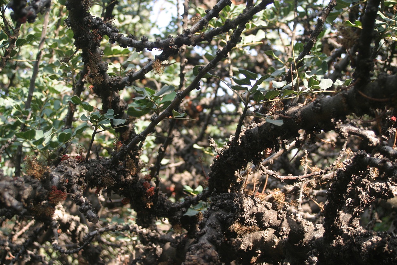 twigs tree organic free photo