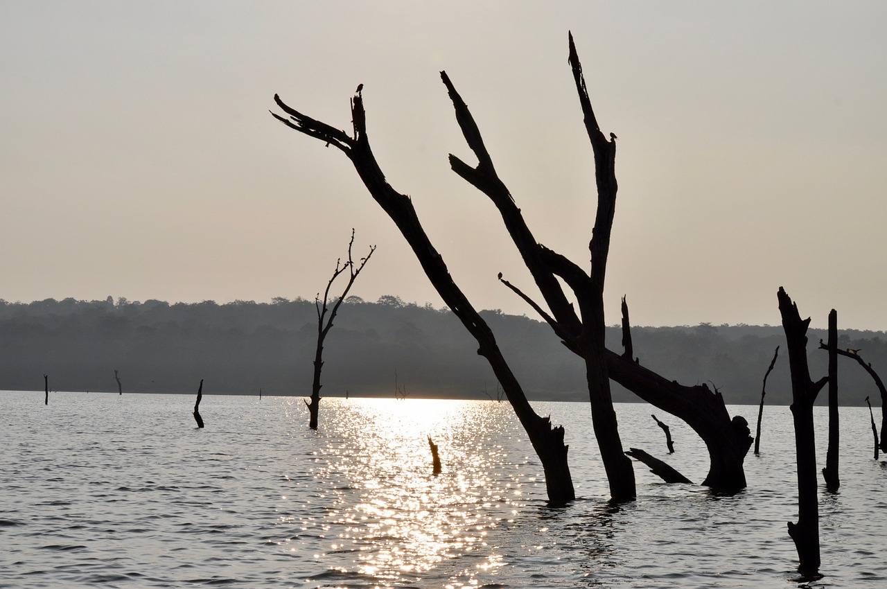 twigs  water  sun free photo