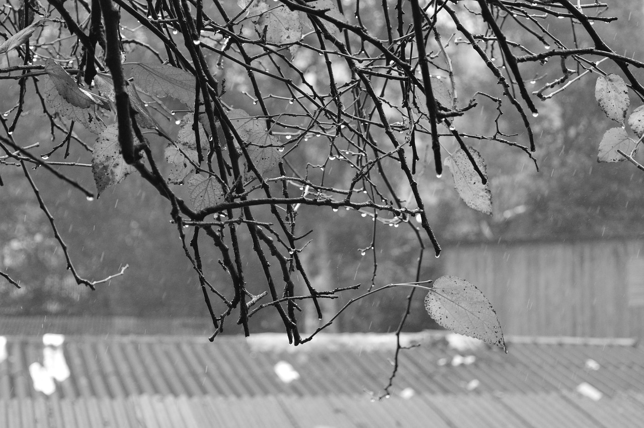 twigs  raindrops  rainy day free photo