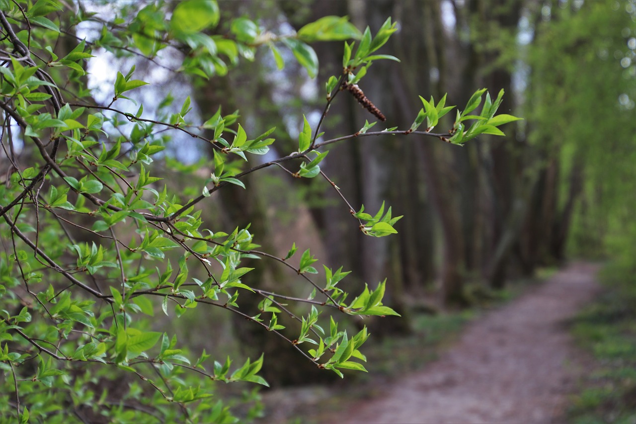 twigs  green  forest free photo