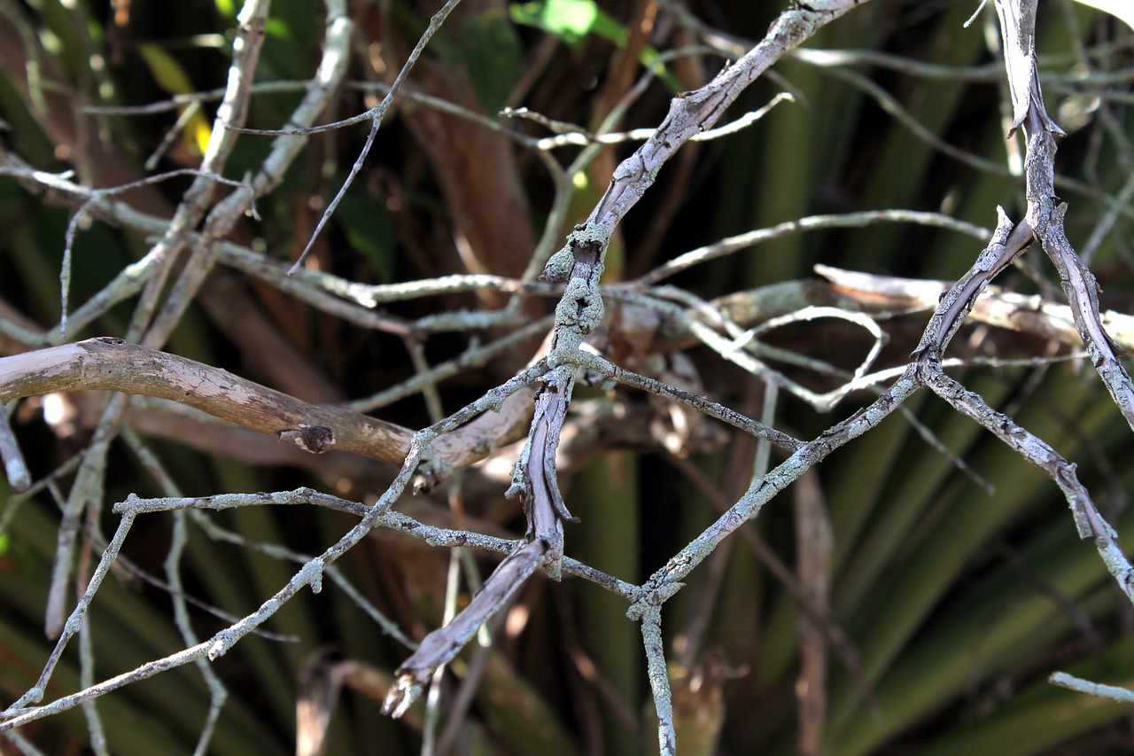 twigs dry twigs dry tree free photo