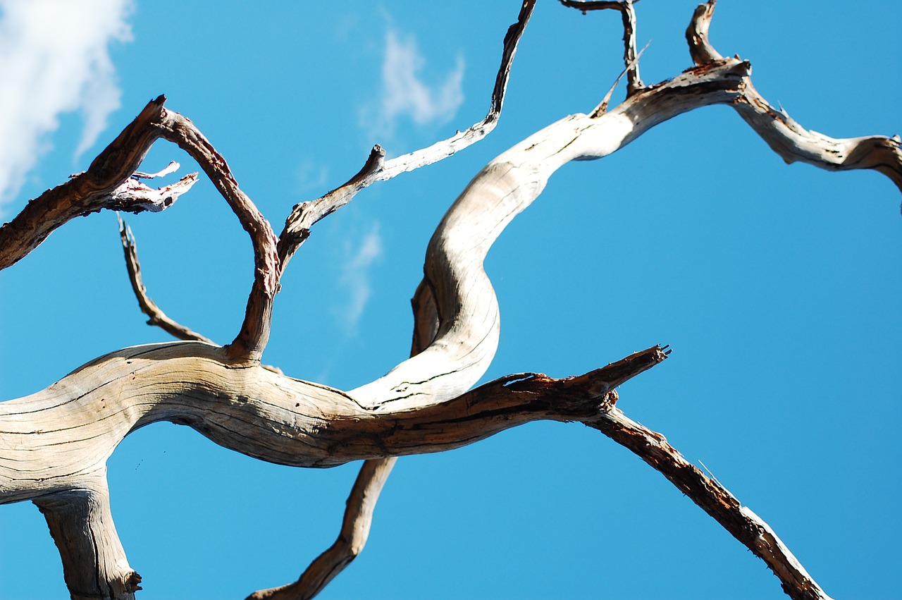 twigs blue sky flying free photo