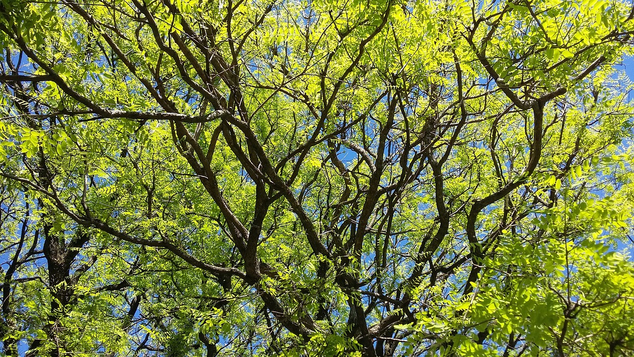 twigs leaves tree free photo