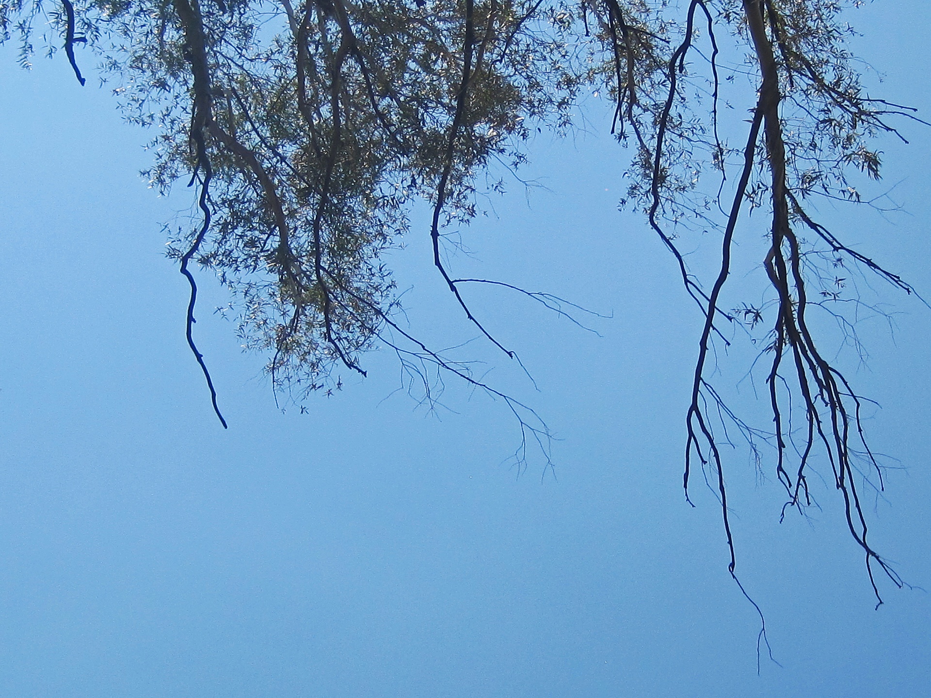 sky blue branches free photo