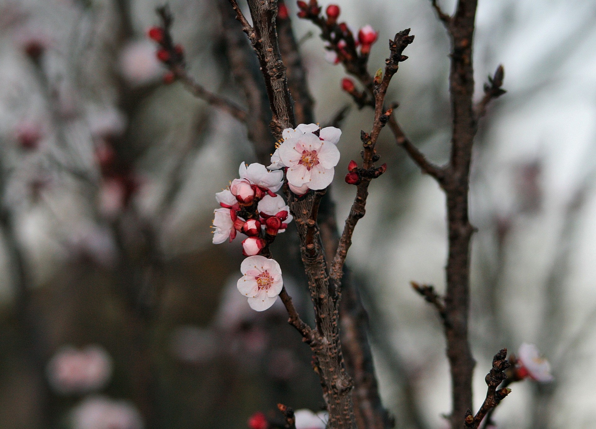tree fruit blossoms free photo