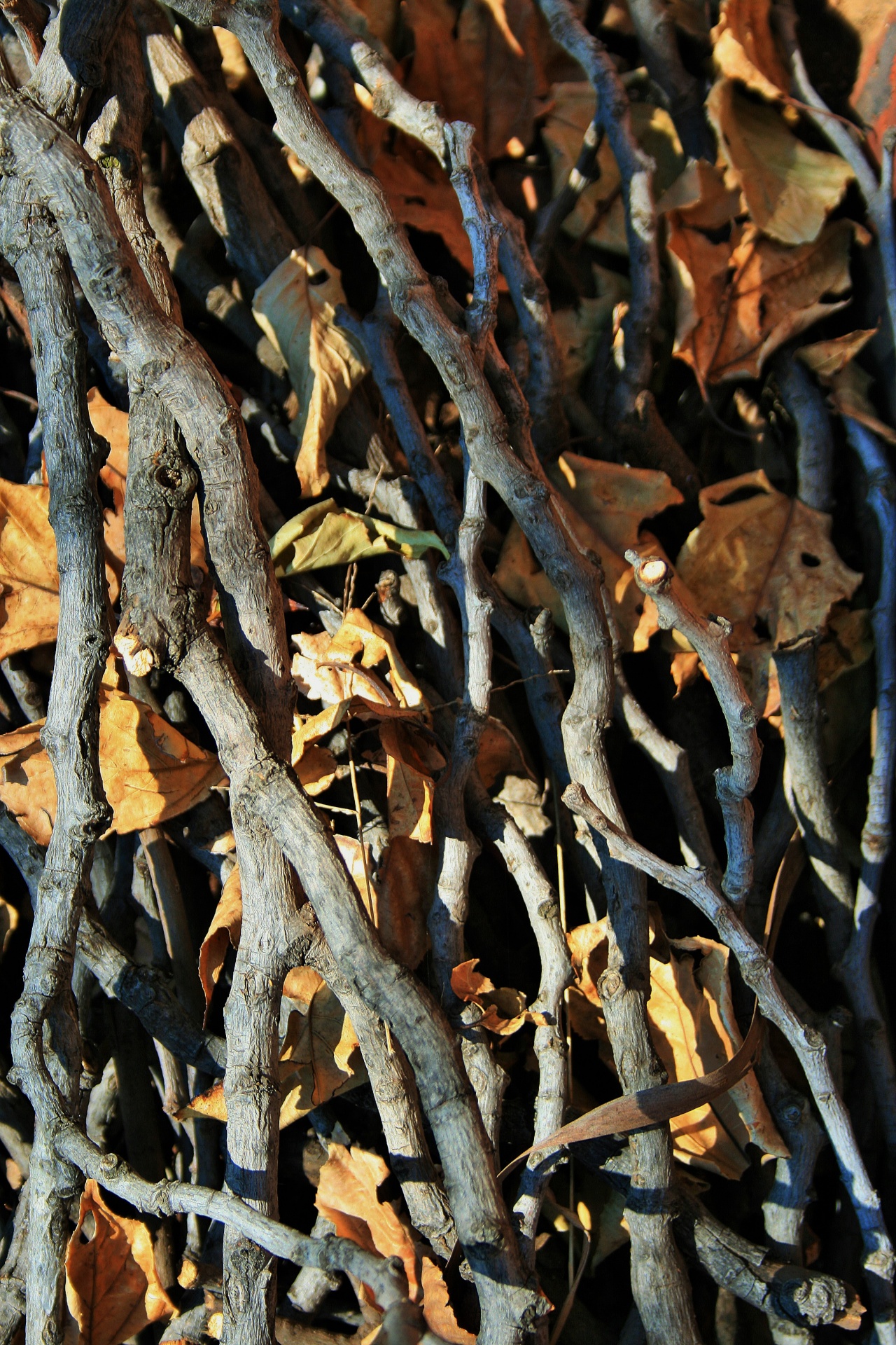 twigs sticks leaves free photo