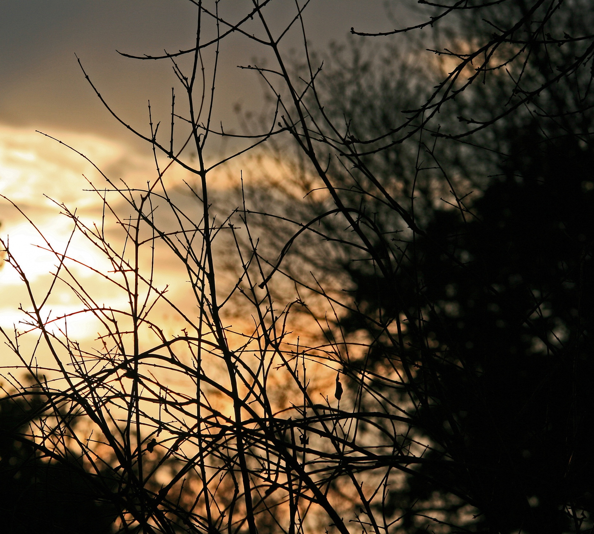 twigs branches silhouette free photo