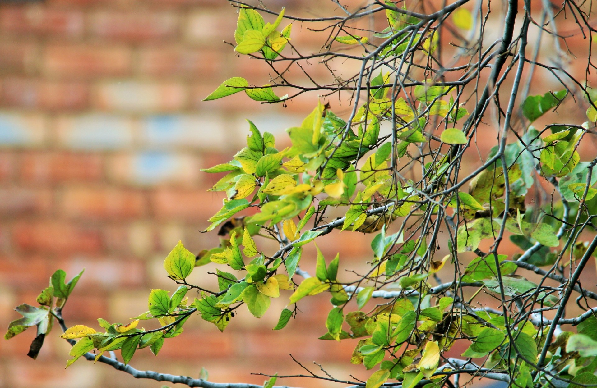 white stinkwood leaves yellow free photo