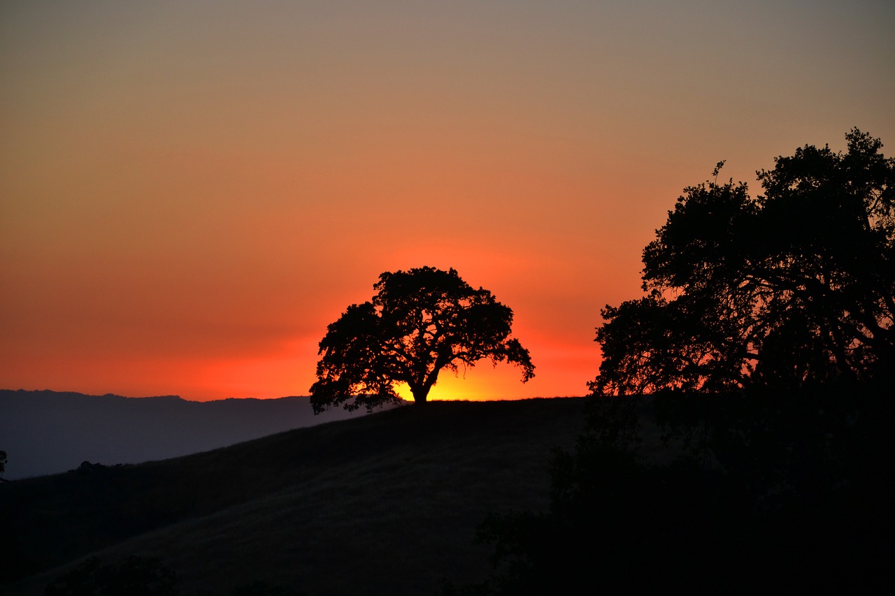 twilight sunset tree free photo