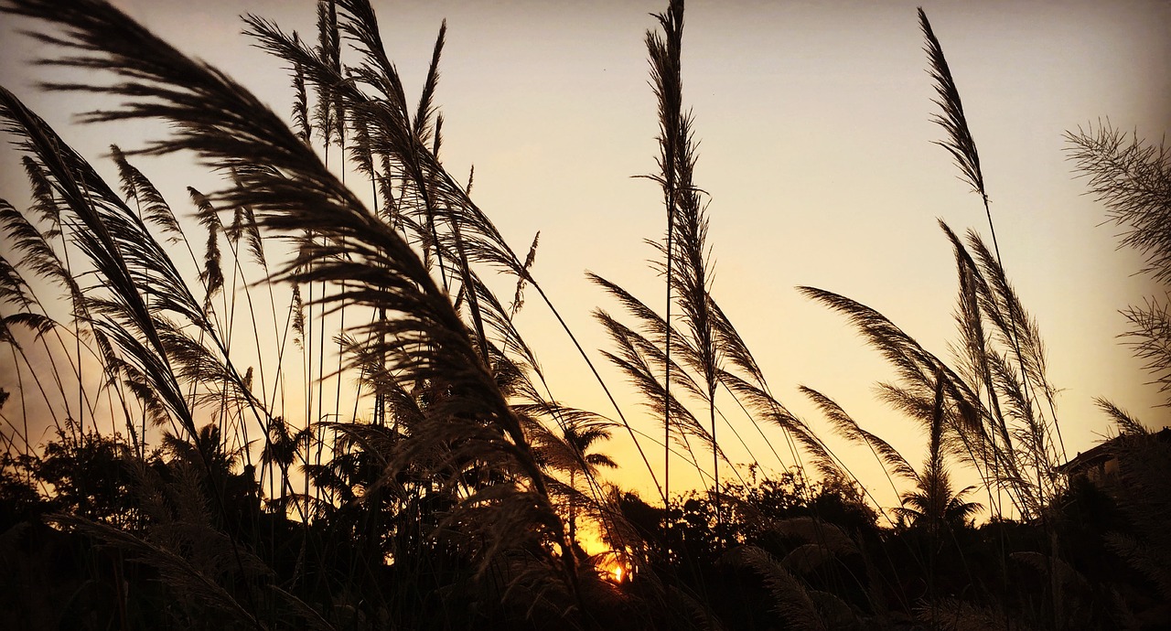 twilight sunset reed free photo