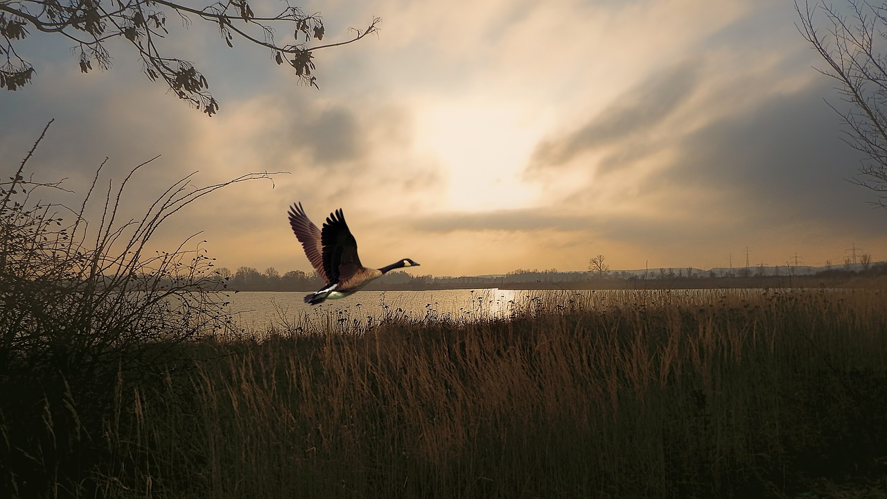 twilight sunrise lake free photo