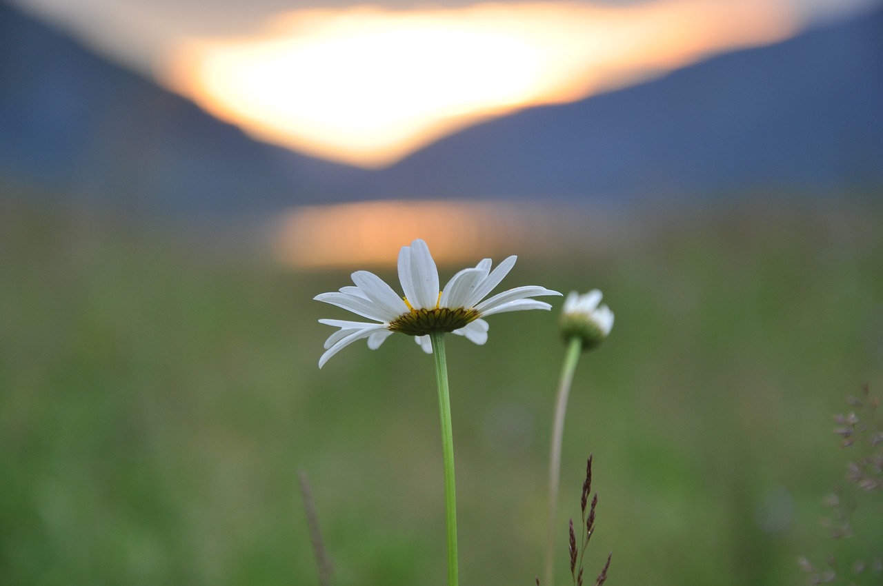 twilight daisies nature free photo