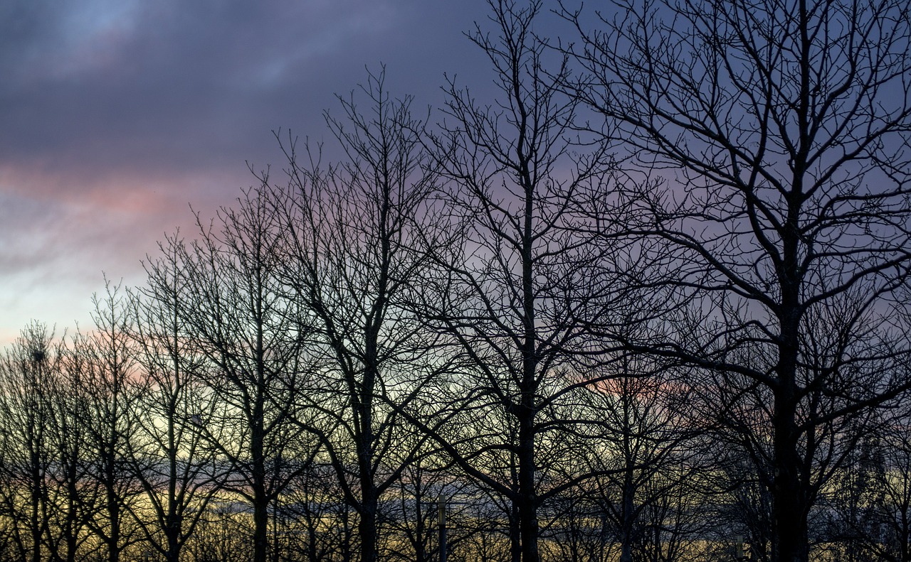 twilight trees evening free photo