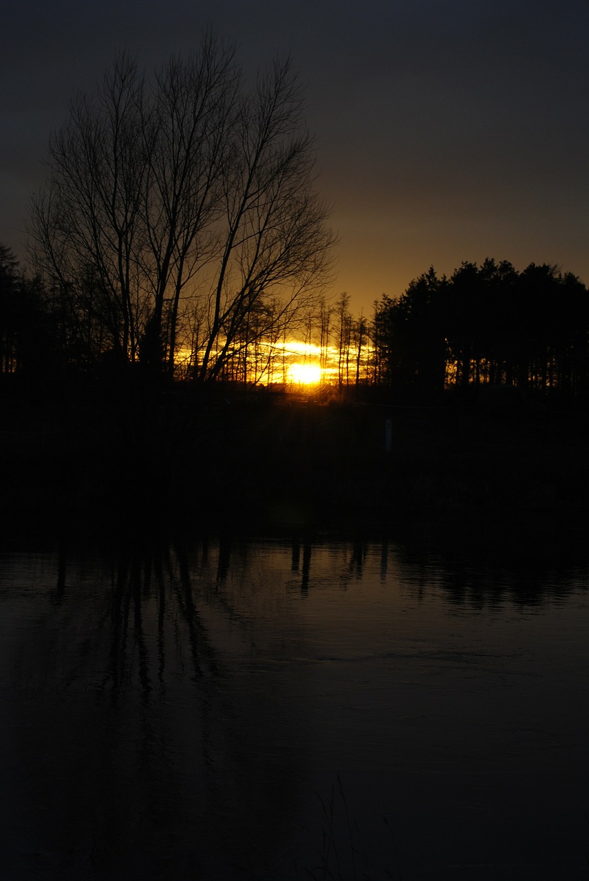 twilight sunset trees free photo