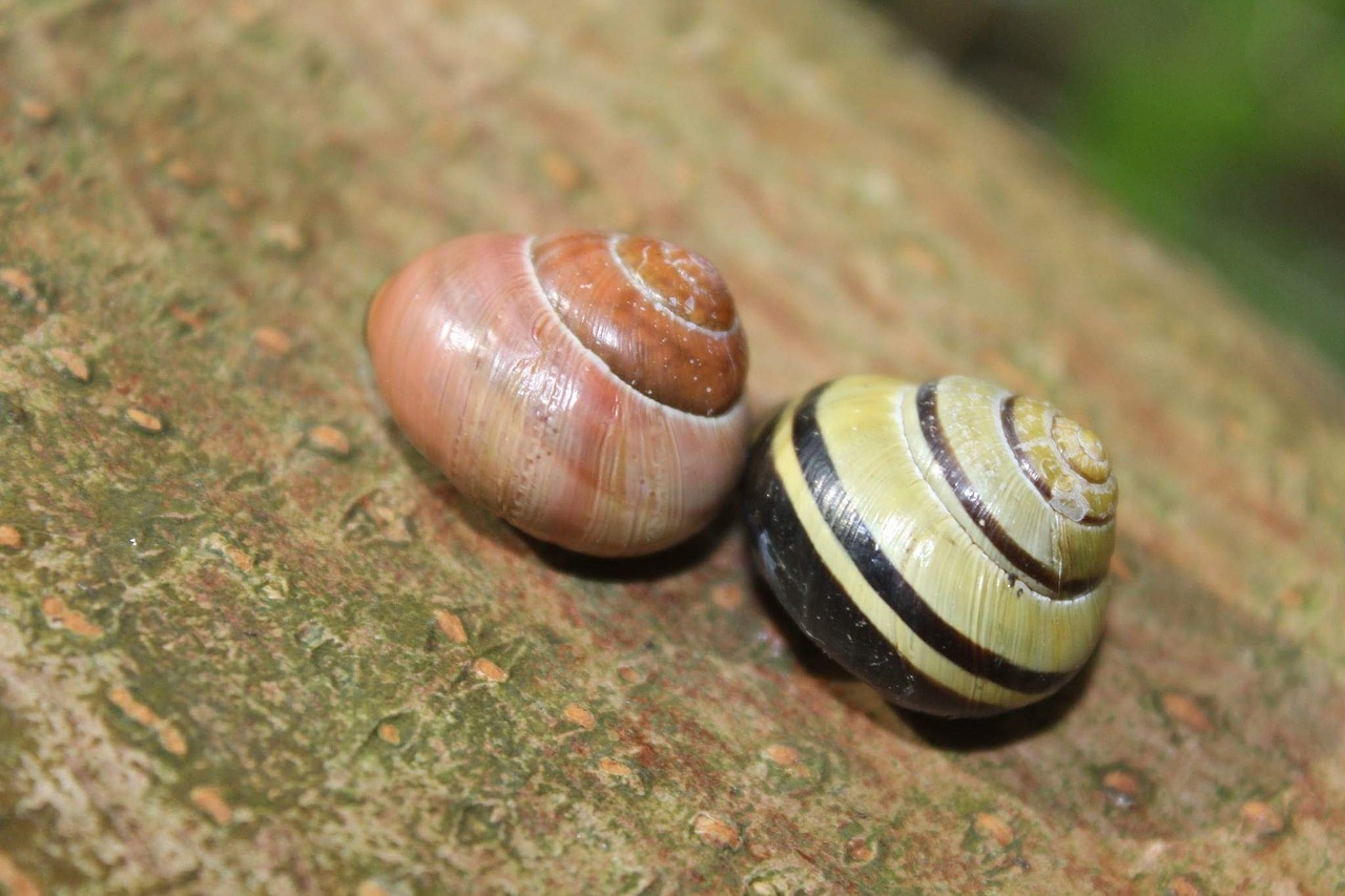 twin snail animal free photo