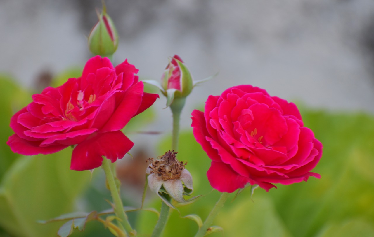 twin roses buds shredded flower free photo