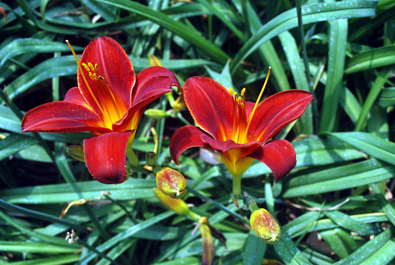 lily lilies tiger free photo