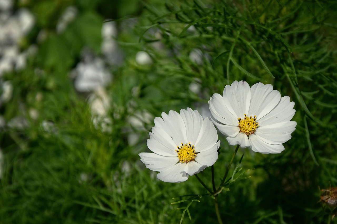 beauty twins flower free photo