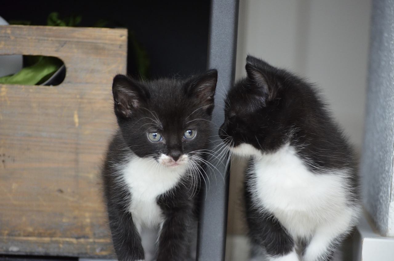 twins  cat  kitten free photo