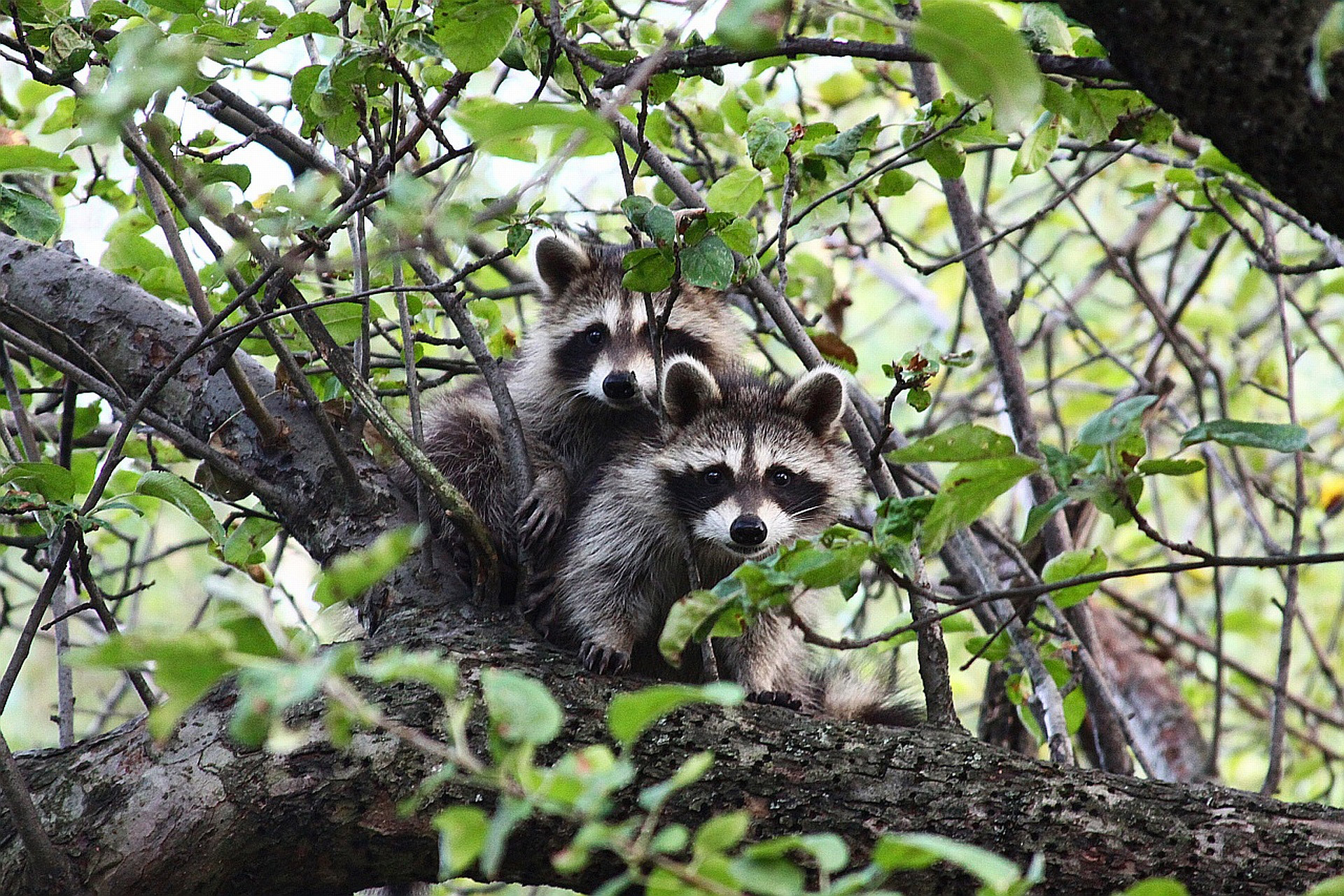 raccoon animal tree free photo