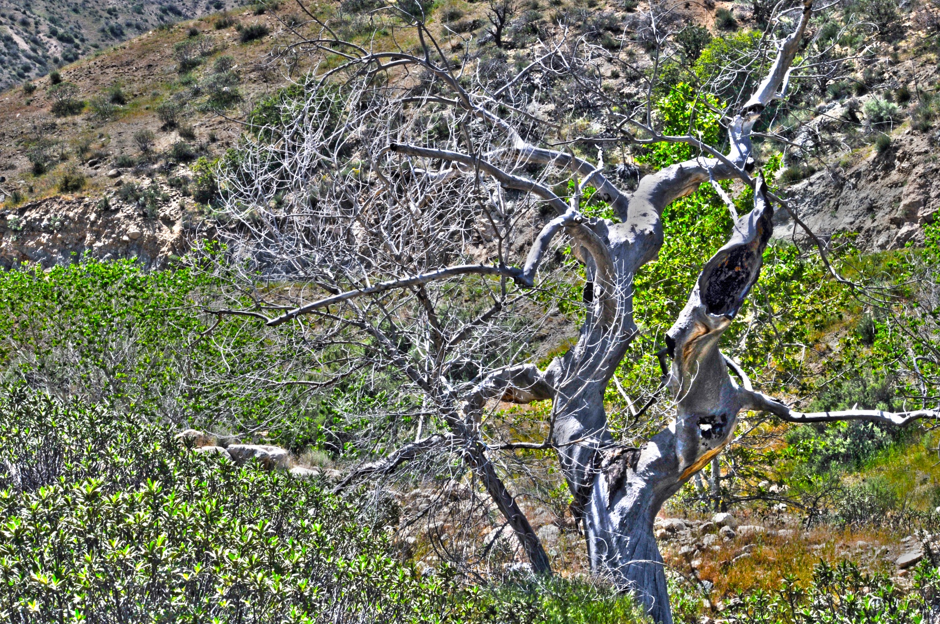 desert tree trees free photo
