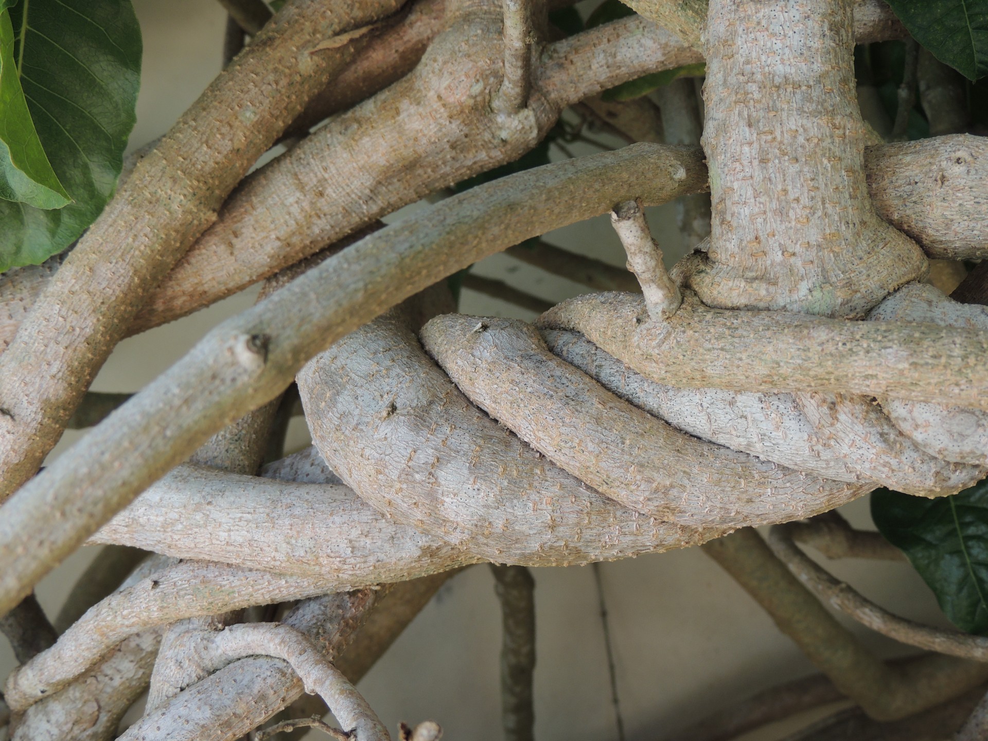 twisted vine roots free photo