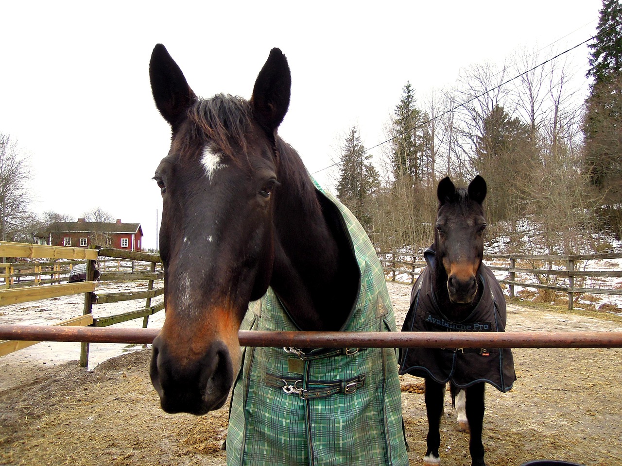 two friends horse free photo