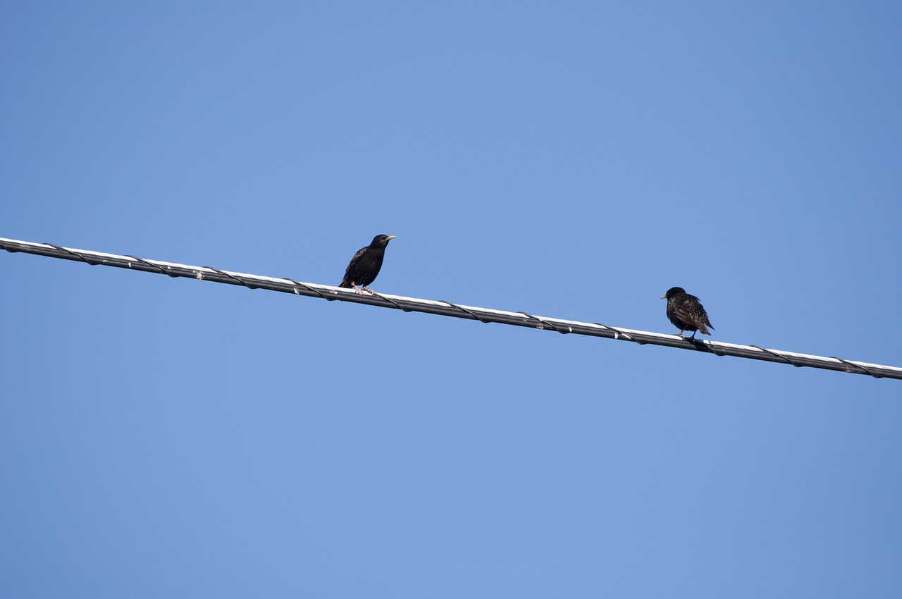 two bird wire free photo
