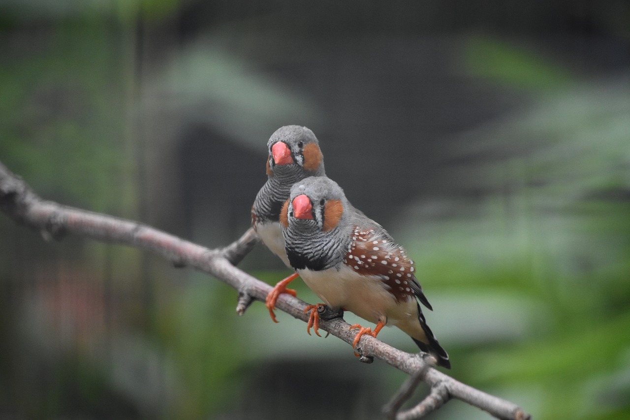 two parrot birds free photo