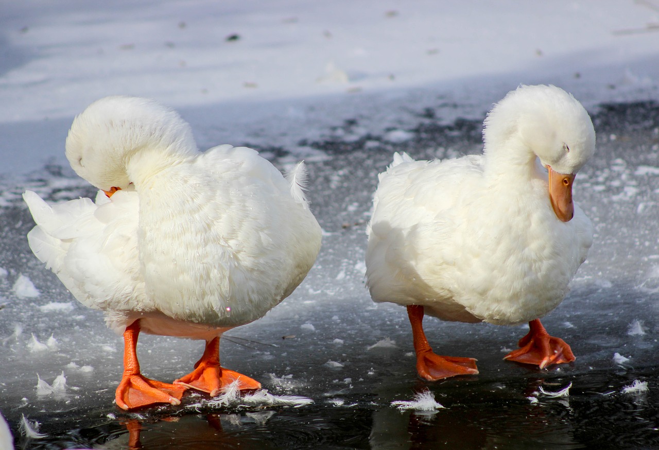 two duck pair free photo