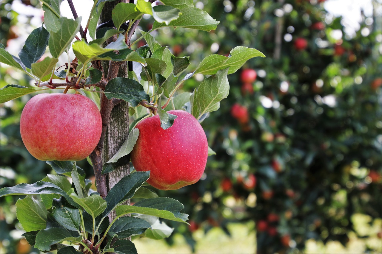two  red  apples free photo